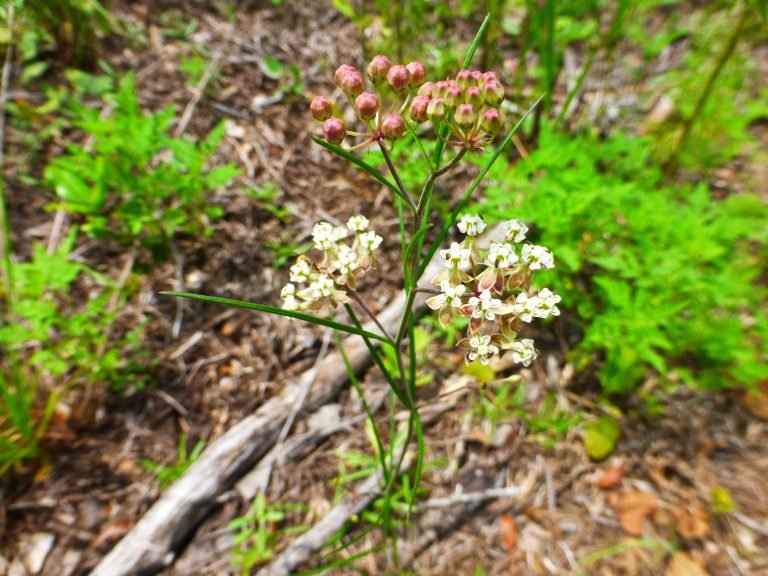 whorled milkweed (Asclepias verticillata)