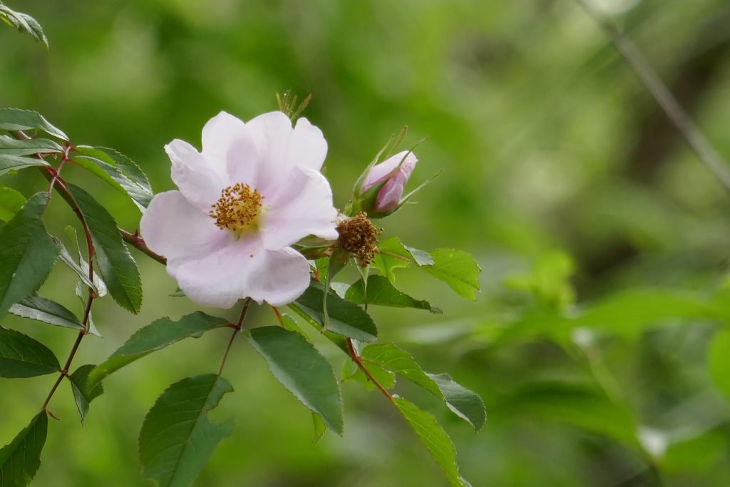 swamp rose (Rosa palustris)