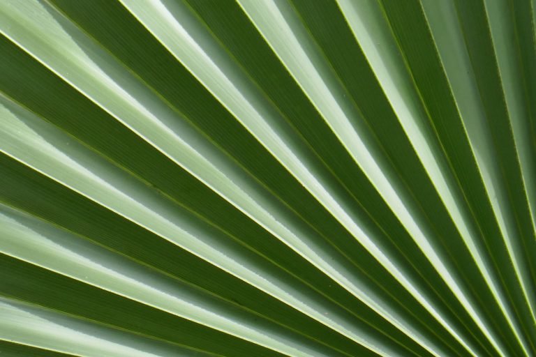 palm tree leaf showing a repeated pattern