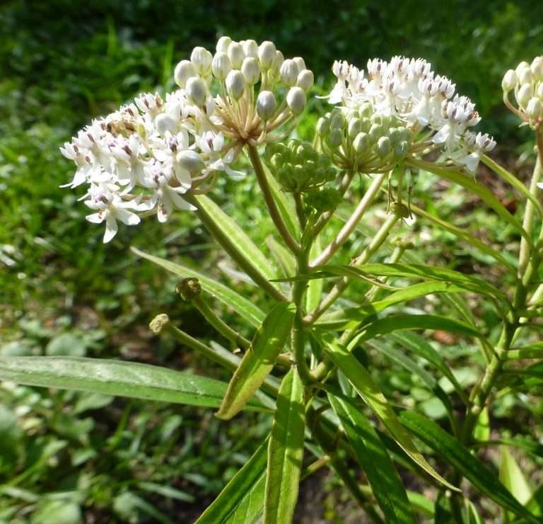 Swamp Milkweed (Asclepias perennis)