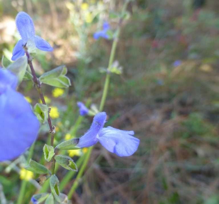 Salvia azurea (azure blue sage)