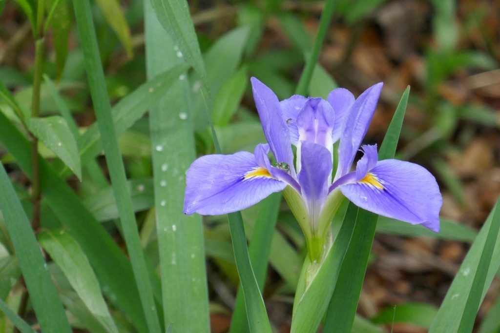 Iris virginica (blue flag iris)