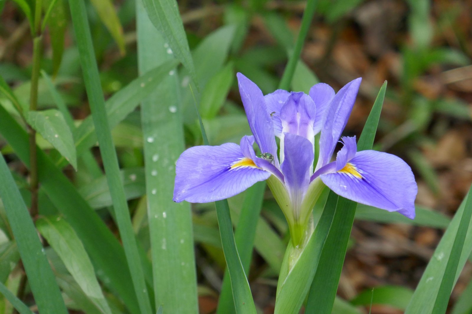 Blue Native Flowers for Central Florida Sharons Florida