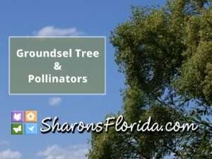link to a video about groudsel tree and pollinators