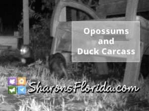 link to video opossums and duck carcass