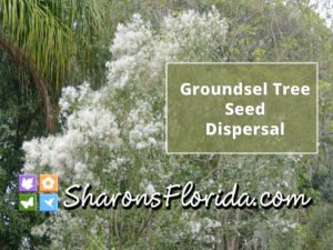 video link for the groundsel tree seed dispersal