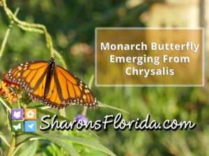 link to video monarch butterfly emerging from chrysalis