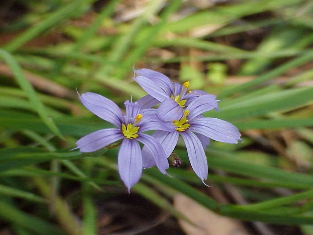 Narrowleaf Blueeyed Grass Sharons Florida