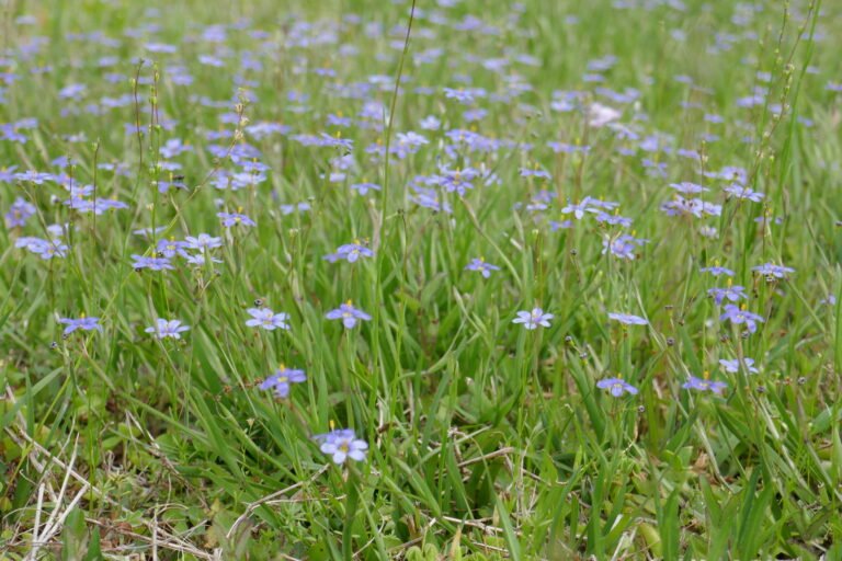 Sisyrinchium angustifolium (narrowleaf blue-eyed grass)