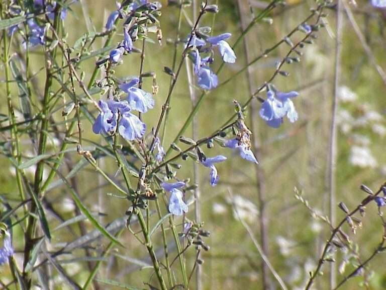 Salvia azurea (azure blue sage)