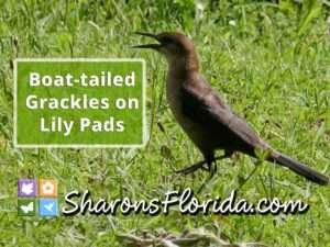 Link to a YouTube video of boat-tailed grackles on lily pads.
