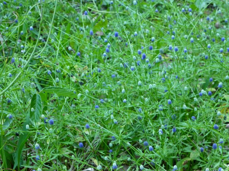 Eryngium baldwinii (Blue Eryngo)