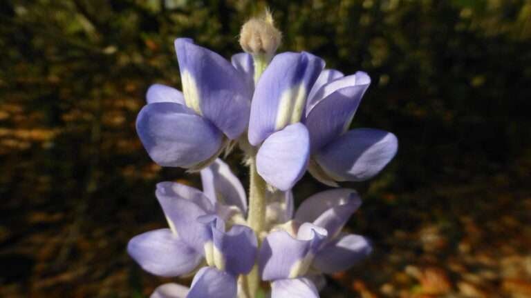 Lupinus diffusus (sky-blue lupine)