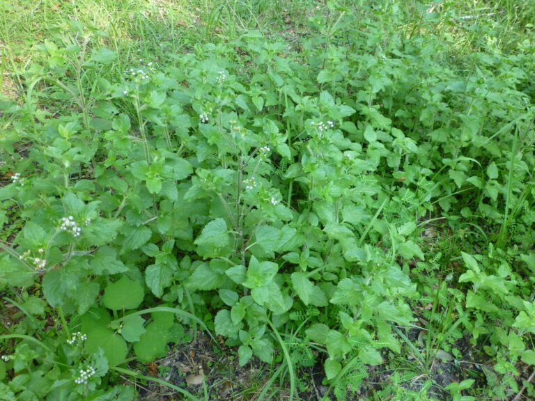 blue mistflower Conoclinium coelestinum