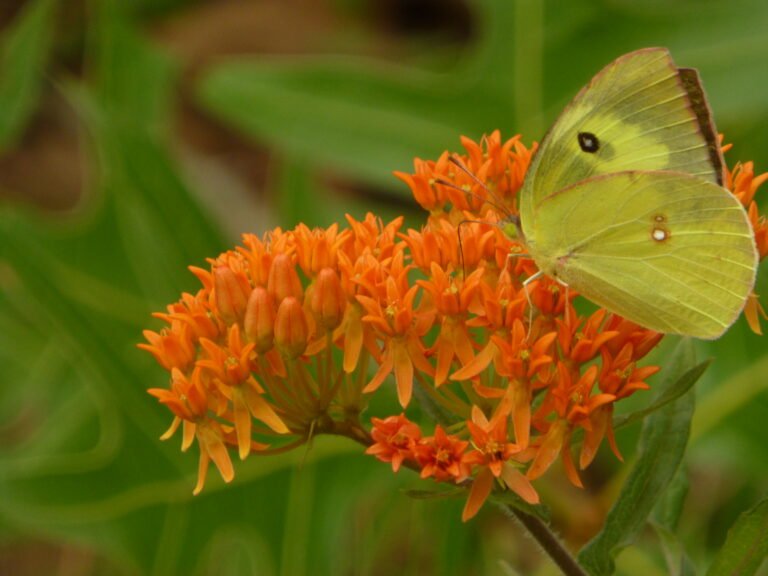 Butterfly Milkweed (Asclepias tuberosa)