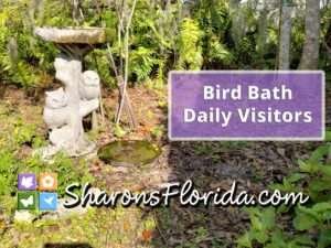 Video of my bird bath's daily visitors at www.SharonsFlorida.com