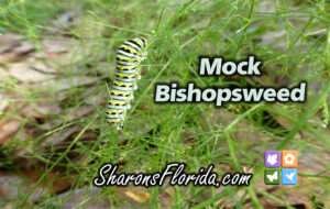 A video link to Mock Bishopsweed.