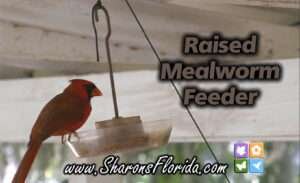 video link to Raised Mealworm Feeder male cardinal