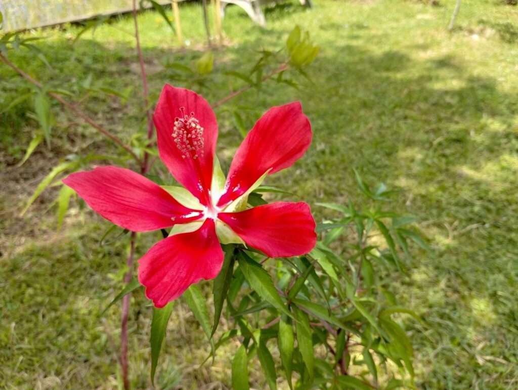 scarlet rosemallow (Hibiscus coccineus) flower