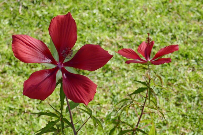scarlet rosemallow (Hibiscus coccineus)