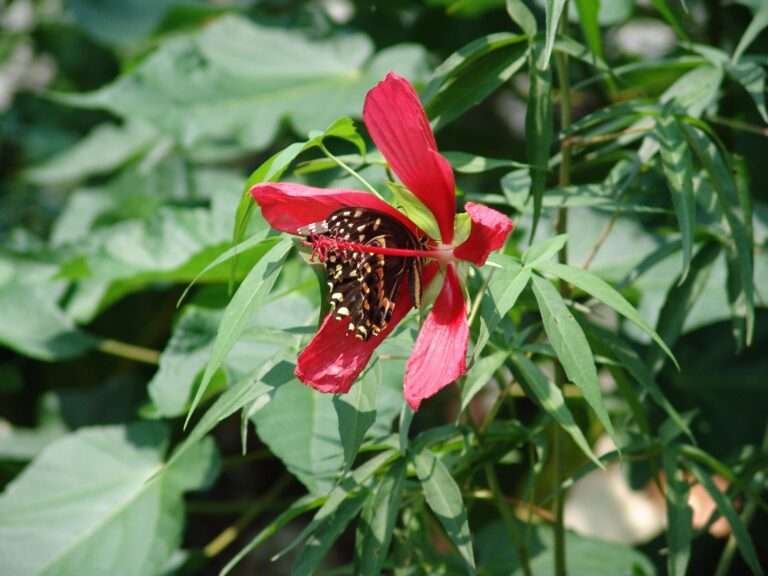 scarlet rosemallow (Hibiscus coccineus) and butterfly