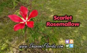 video link to scarlet rosemallow flower