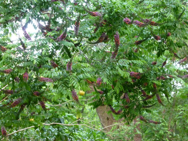 Amorpha fruiticosa (Bastard Indigo)