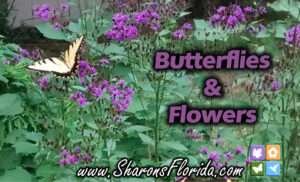 Video link to Butterflies & Flowers from SharonsFlorida.com