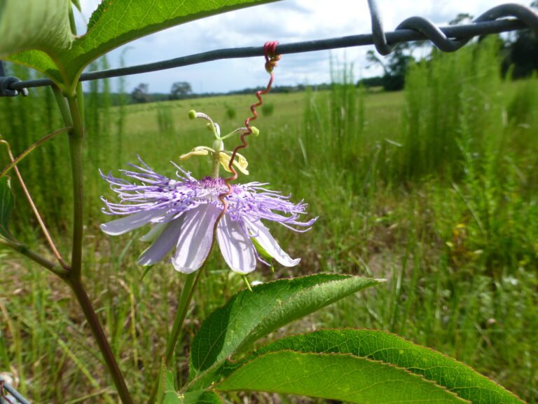 Passiflora incarnata (Purple Passionflower)