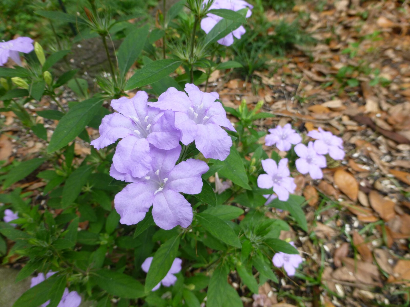 Purple Native Flowers Common to Central Florida - Sharons Florida