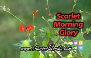 Scarlet morning glory (Ipomoea hederifolia) flower and video link