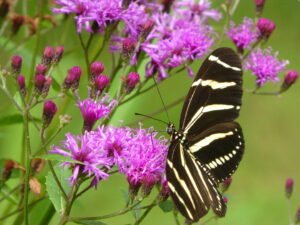 zebra longwing butterfly and Vernonia gigantea (Giant Ironweed)