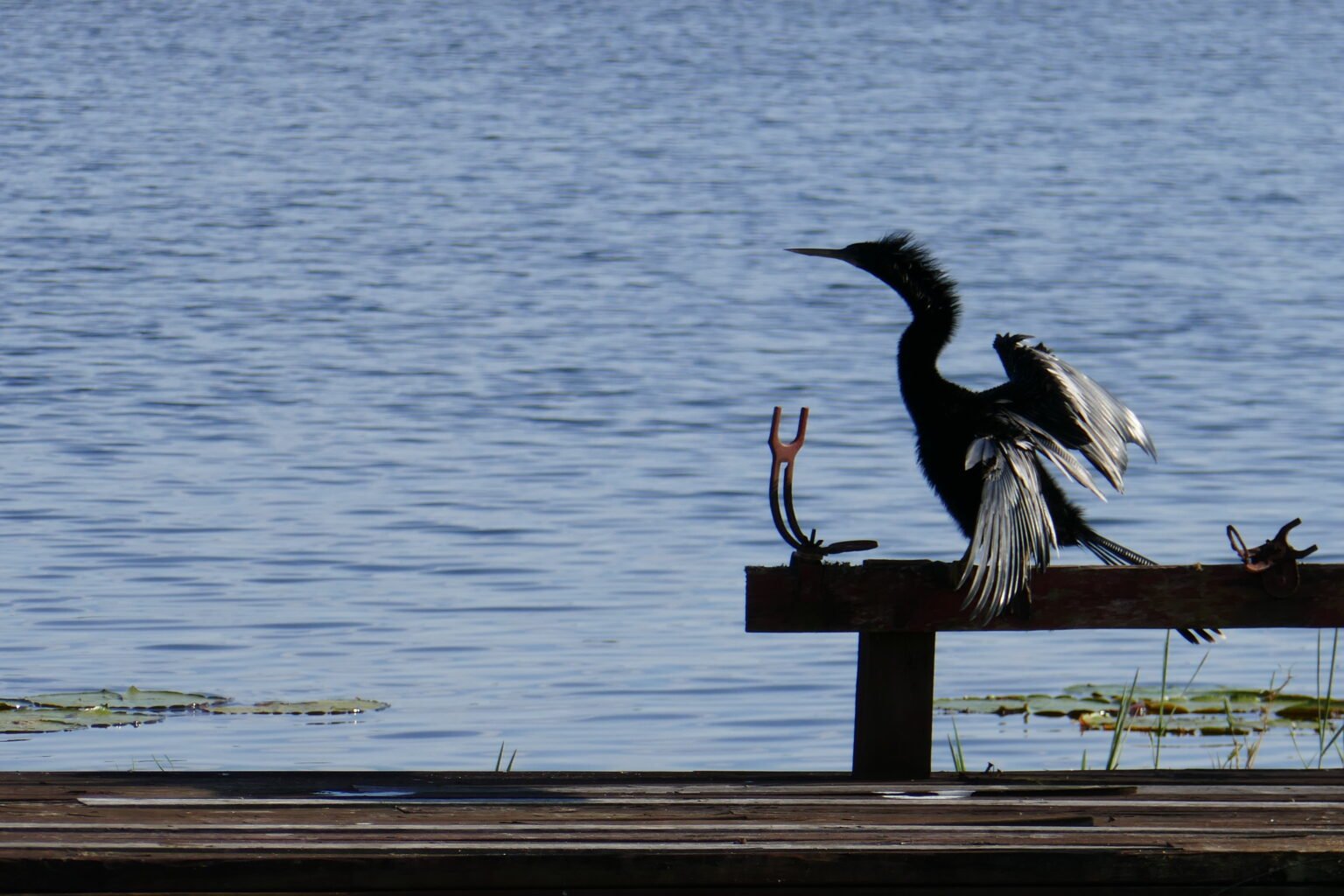 Anhinga - Sharons Florida