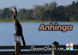Anhinga perched on a dock post. Link takes you to the YouTube video.