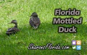 Florida Mottled Duck (Anus fulvigula fulvigula) YouTube video link