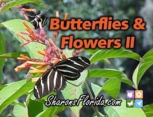 Butterflies & Flowers II Youtube Video link