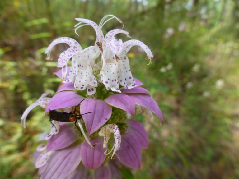 Monarda punctata spotted beebalm and a pair of lovebugs