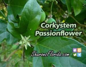 corkystem passionflower (Passiflora suberosa) Youtube video link