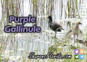 Purple Gallinule (Porphyrio martinicus) YouTube video link