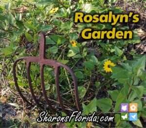 Rosalyn's Garden in my Reader's Gardens section