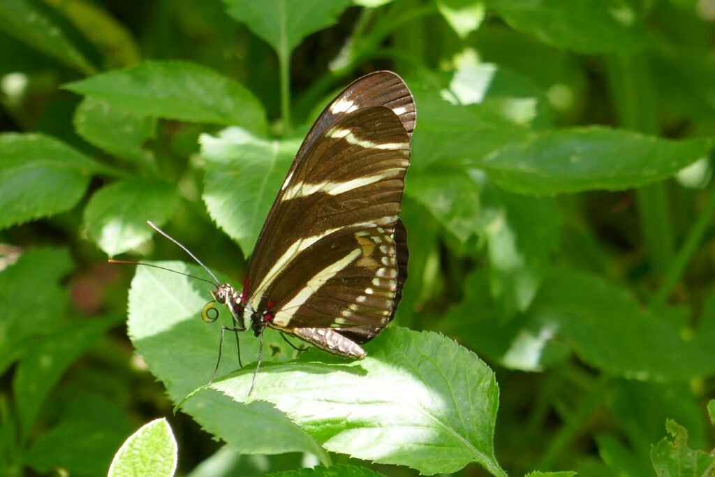 zebra longwing butterfly (Heliconius charitonius)