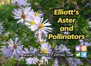 Video link about Elliott's aster and its pollinators