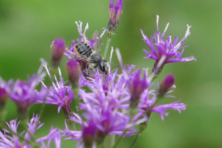Leafcutter Bee (Megachile brevis) on an ironweed flower
