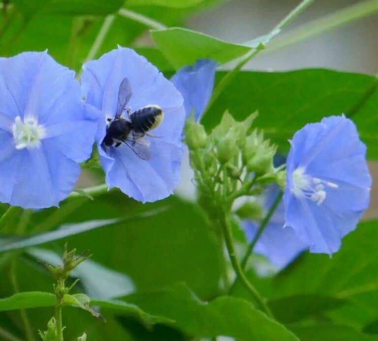 Leafcutter Bee (Megachile brevis) on skyblue clustervine flower