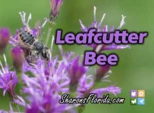 leafcutter bee video link