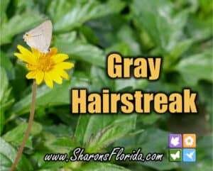 a link to my Youtube video about the gray hairstreak (Strymon melinus)