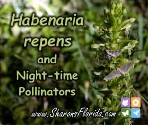 Habenaria repens and Night-time Pollinators video link