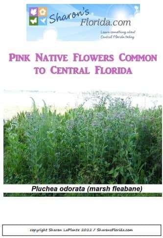Pink Native Flowers Common To Central Florida - Downloadable PDF