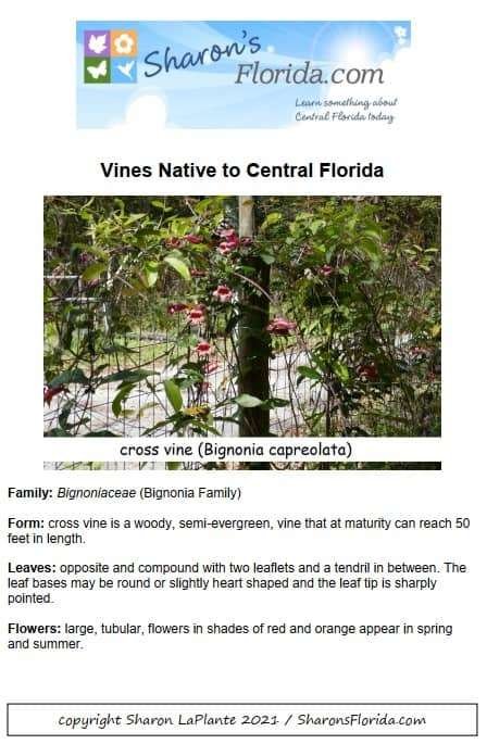 Vines Native to Central Florida - A Printable pdf Guide