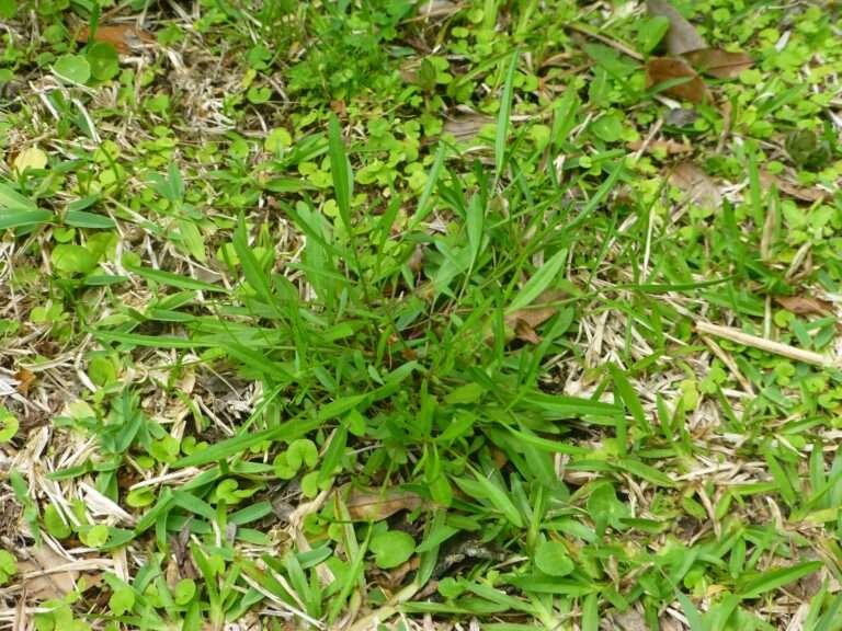 Leavenworth's Tickseed (Coreopsis leavenworthii) immature plant